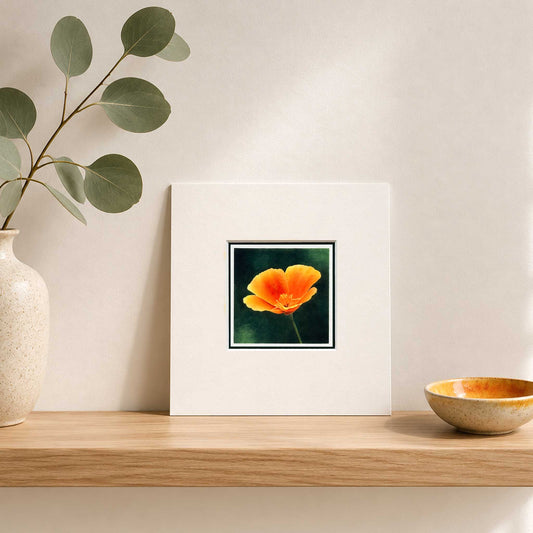 Californian Poppy Flower Mounted Fine Art Mini Print on shelf