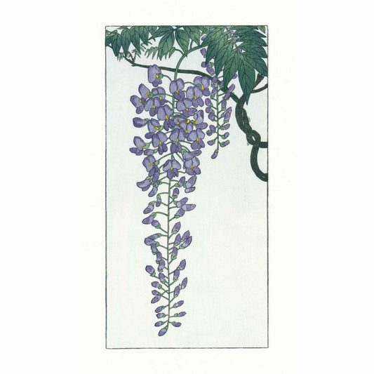Fine art print of flowering wisteria after Koson by Claire Cameron-Smith, printed on bamboo paper