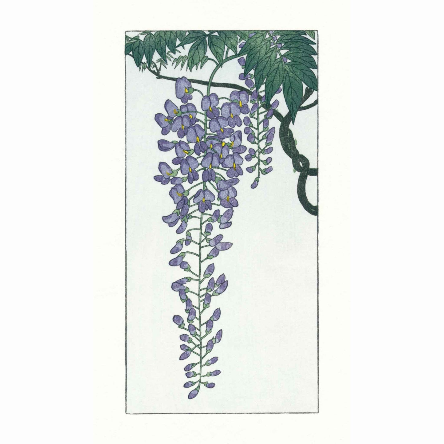 Flowering Wisteria, after Koson, Japanese woodblock - original handmade print