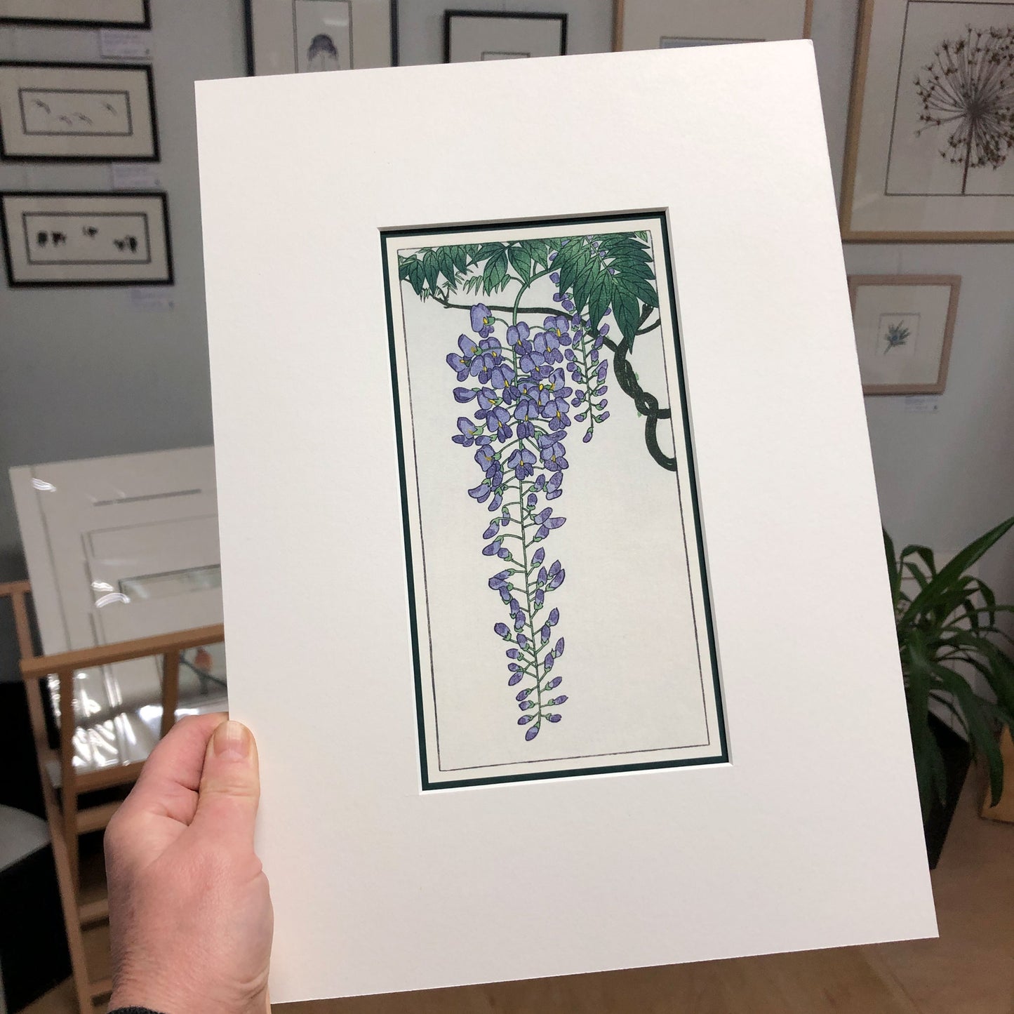 The Wonder of Wisteria – "Flowering Wisteria, after Koson" Fine Art Mounted Print