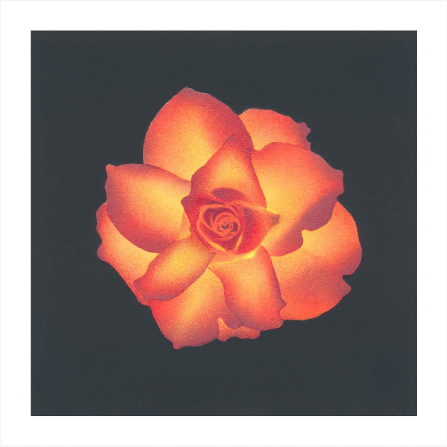 High and Magic - Rose Fine Art Print