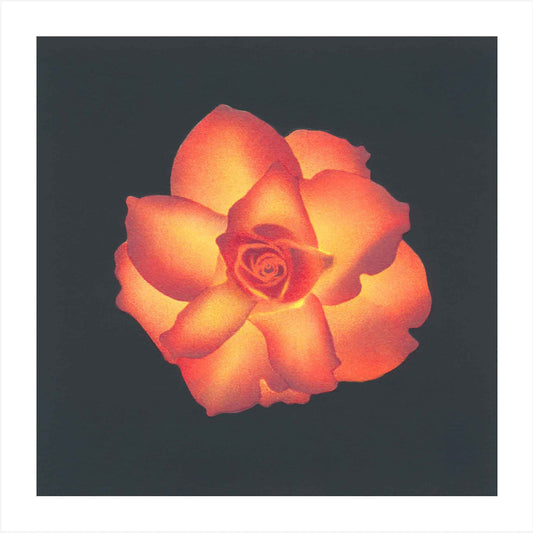 Fine art print of ‘High and Magic’ rose by Claire Cameron-Smith, printed on bamboo paper