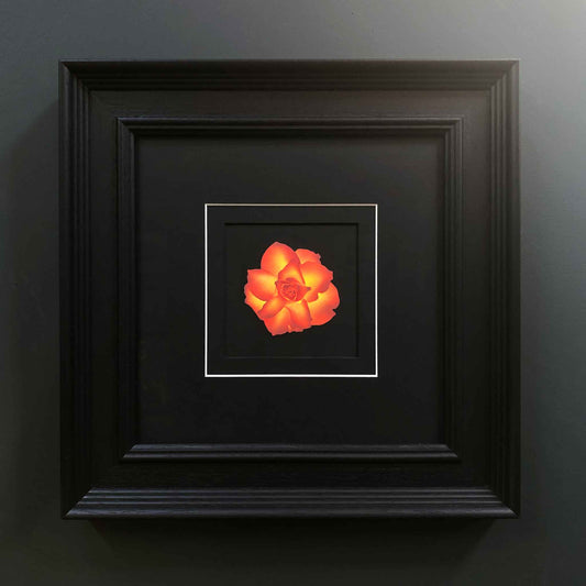 High and Magic - limited edition rose pochoir (stencilled) original handmade print