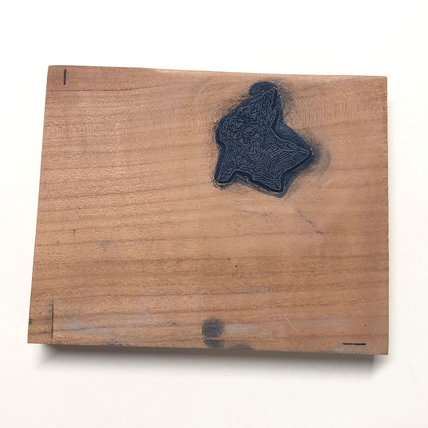 Pelican's Foot Shell - original handmade woodblock print