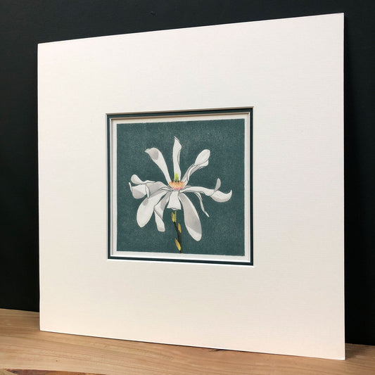 Stellar Bloom – "Magnolia Stellata" Fine Art Mounted Print