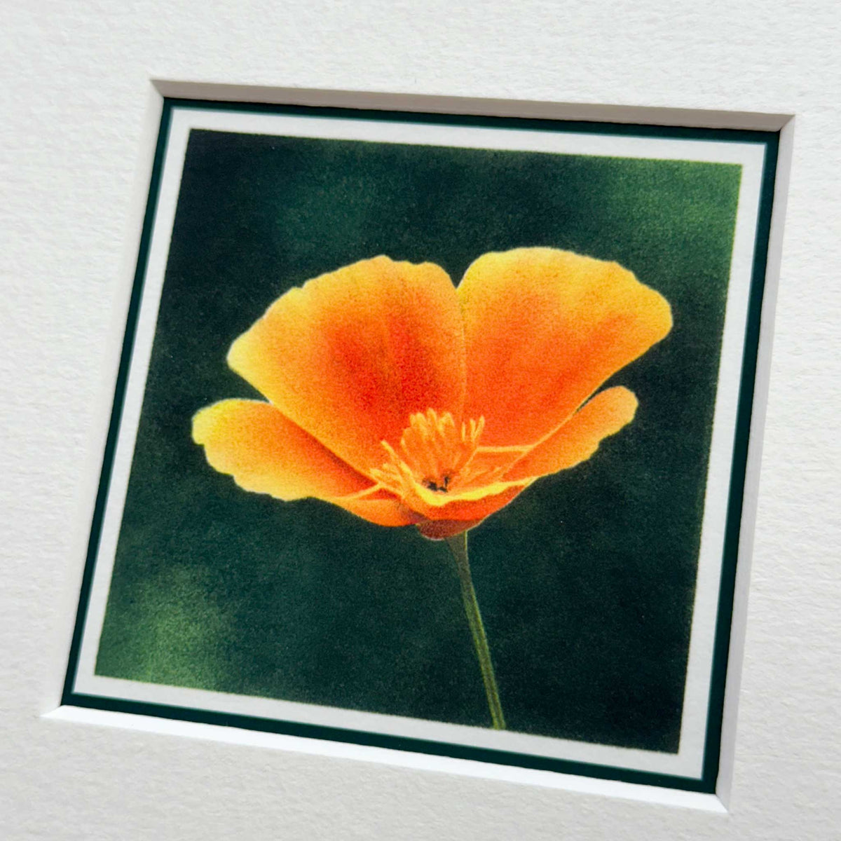 Californian Poppy Flower Mounted Fine Art Mini Print detail