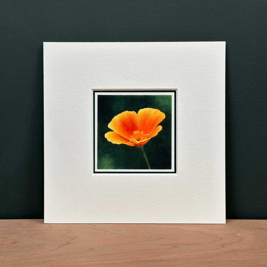 Californian Poppy Flower - Mounted Fine Art Mini Print of orange flower