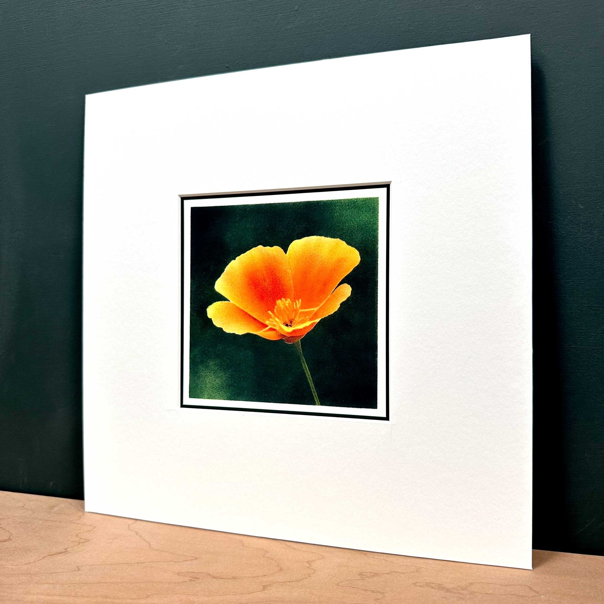 Fine art print of Californian poppy flower against dark green background. Mounted in white, 10" x 10". Angled view