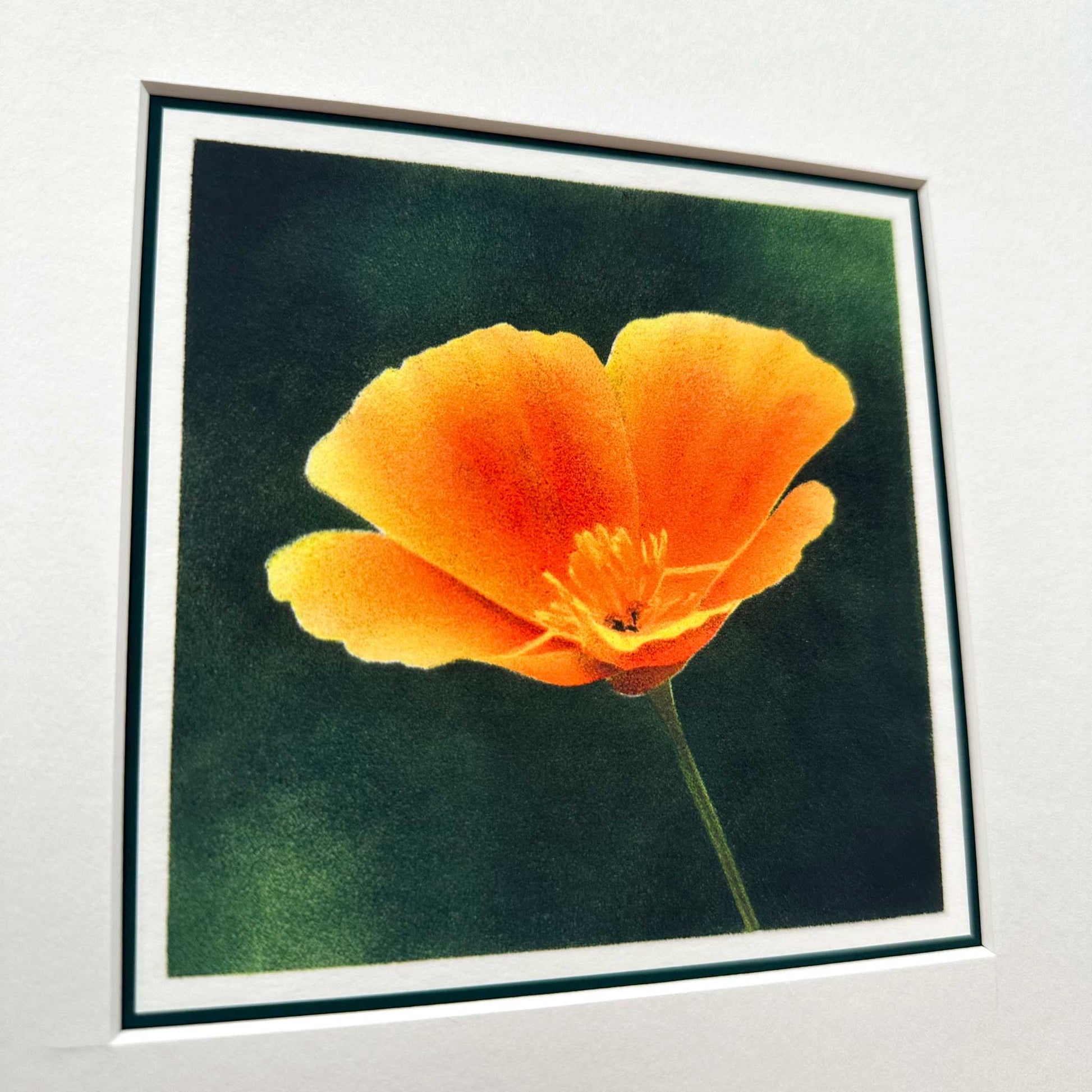 Fine art print of Californian poppy flower against dark green background. Mounted in white, 10" x 10". Detail view