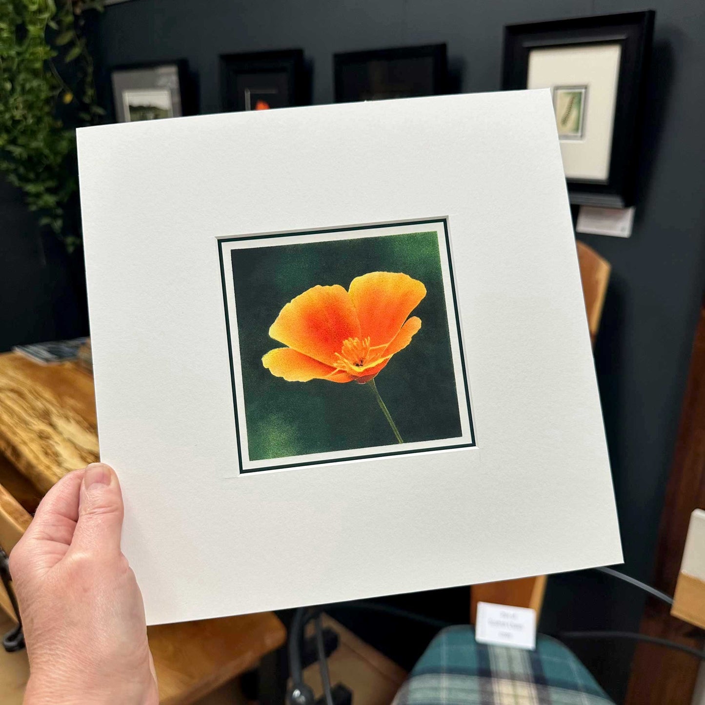 Fine art print of Californian poppy flower against dark green background. Mounted in white, 10" x 10". Print in hand