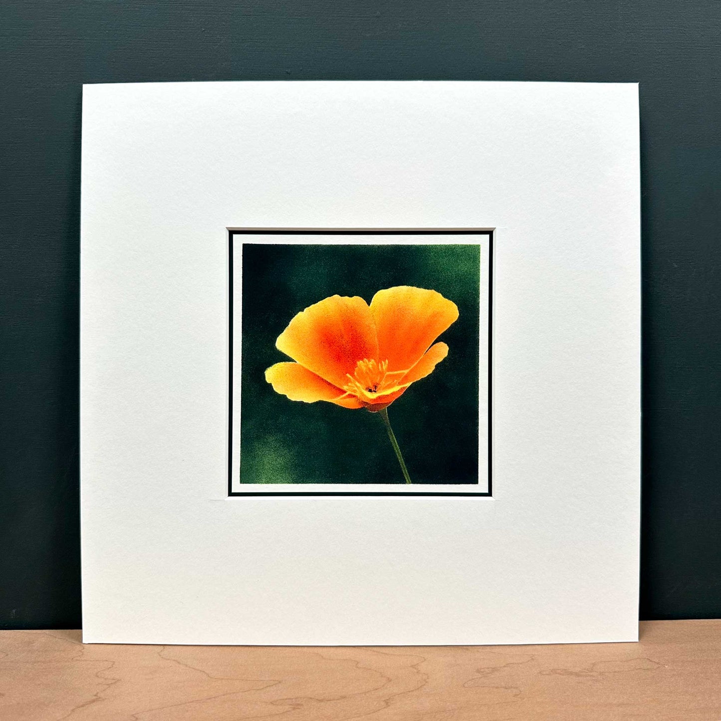 Fine art print of Californian poppy flower against dark green background. Mounted in white, 10" x 10".