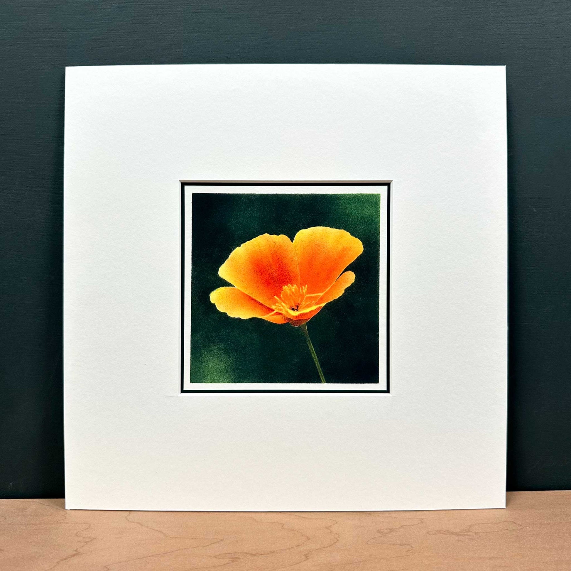 Fine art print of Californian poppy flower against dark green background. Mounted in white, 10" x 10".