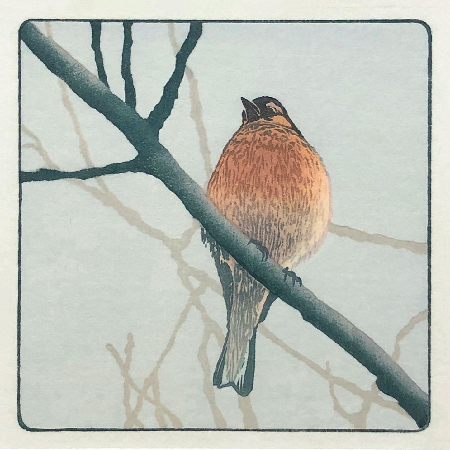 Chaffinch - Fine Art Print