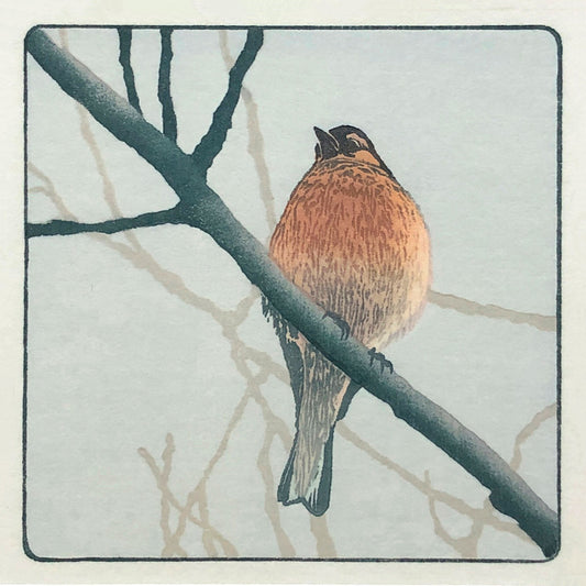 Chaffinch - Fine Art Print