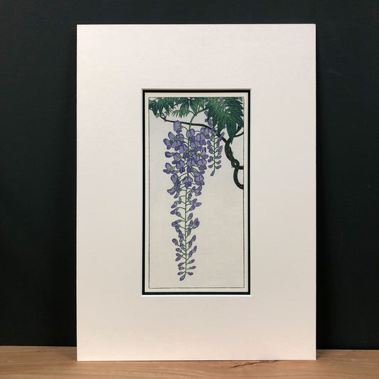 The Wonder of Wisteria – "Flowering Wisteria, after Koson" Fine Art Mounted Print