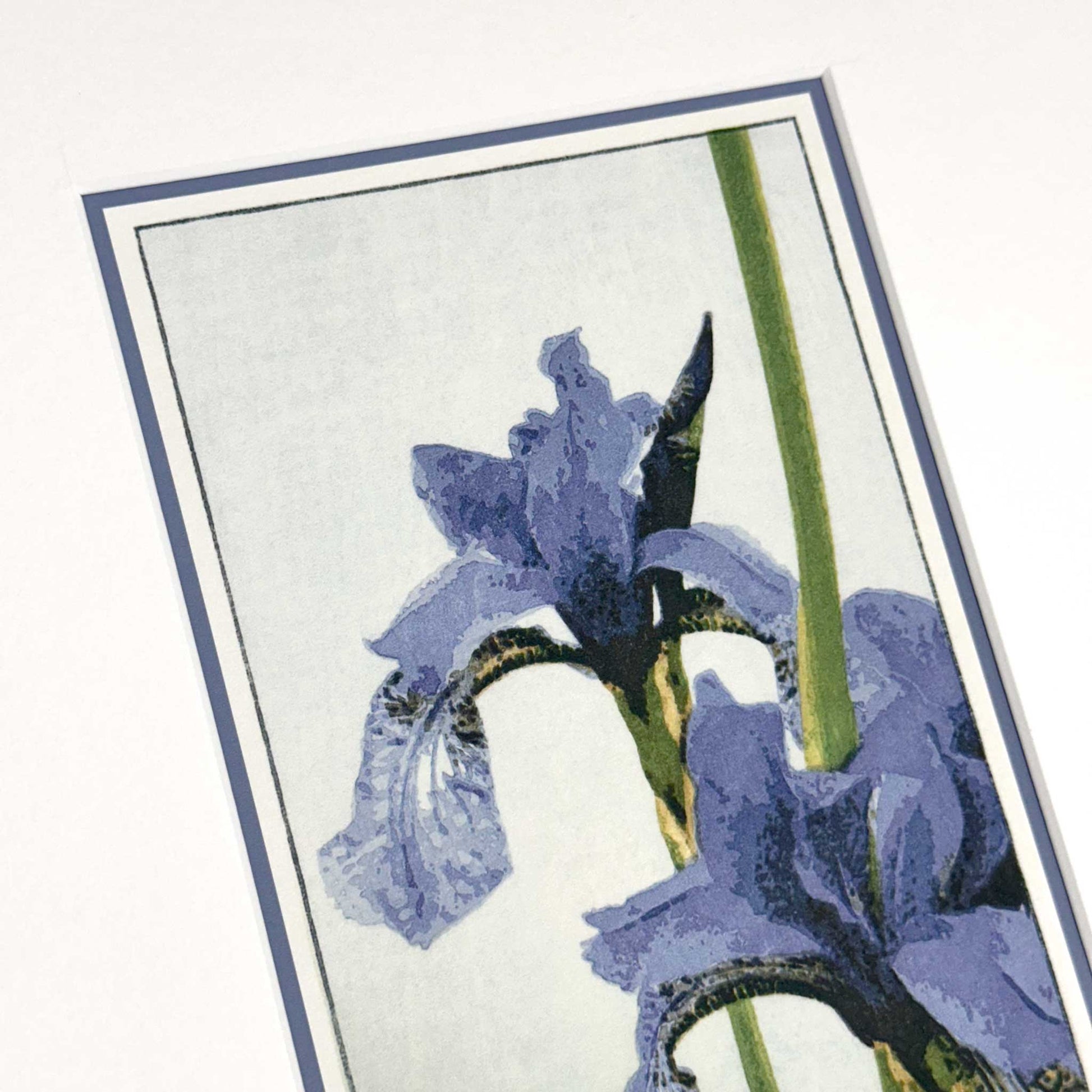 Irises fine art reproduction print in 10" x 14" mount, detail view