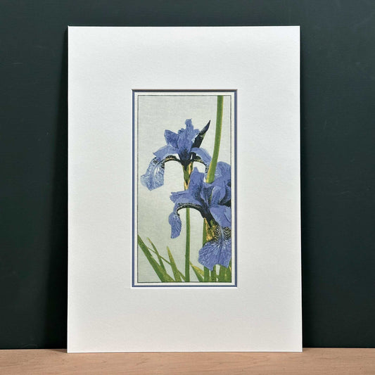 Irises fine art reproduction print from my original woodblock print in 10" x 14" mount