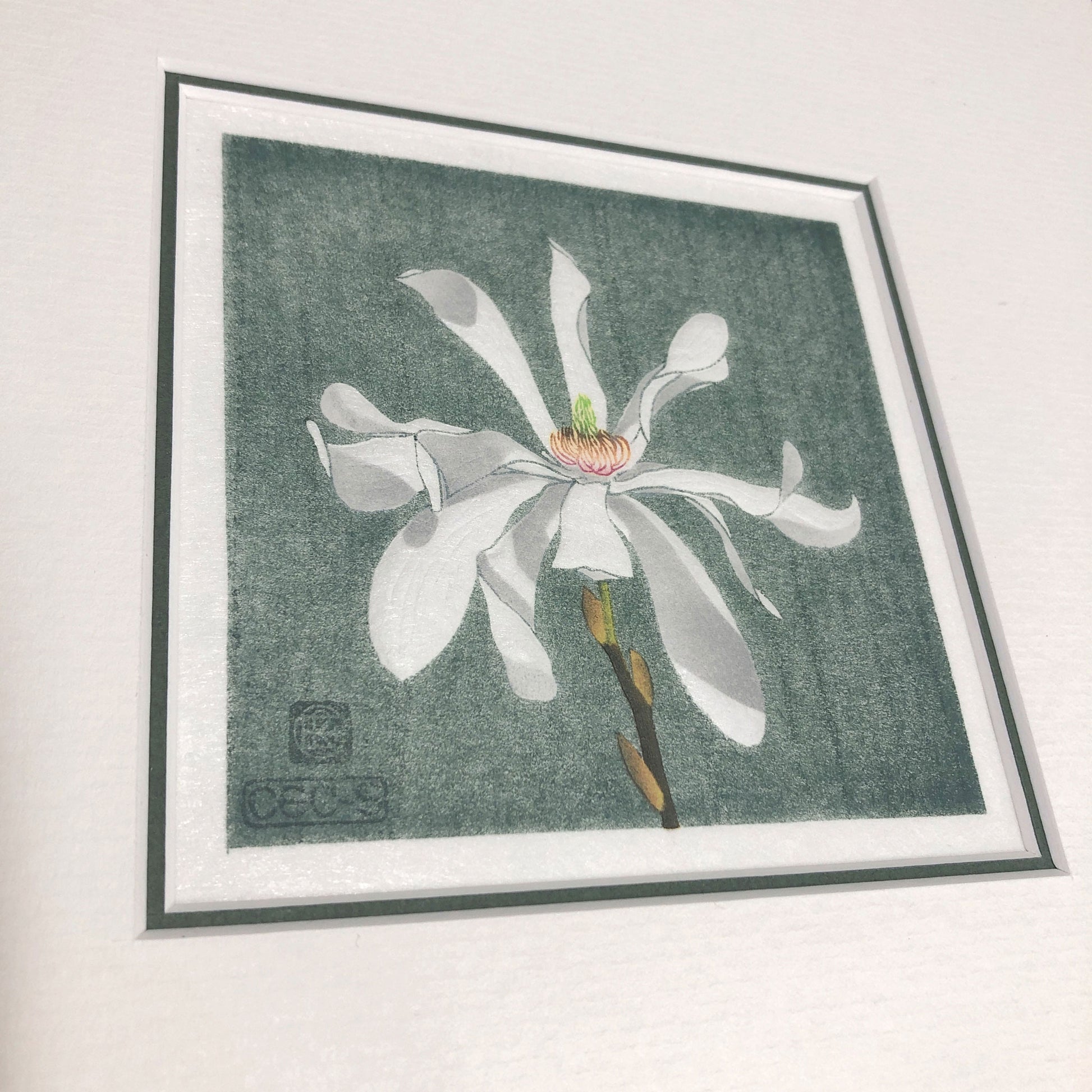 Magnolia Stellata botanical study woodblock print with embossing - mount detail.