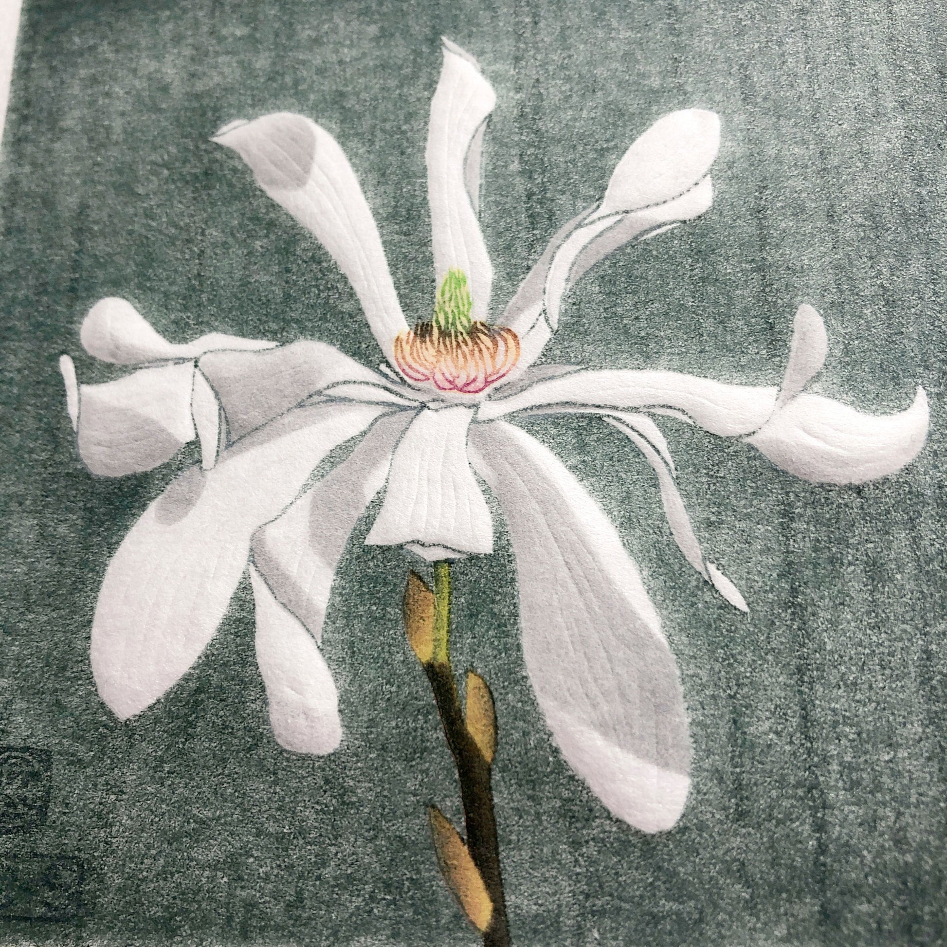 Magnolia Stellata botanical study woodblock print with embossing - detail.