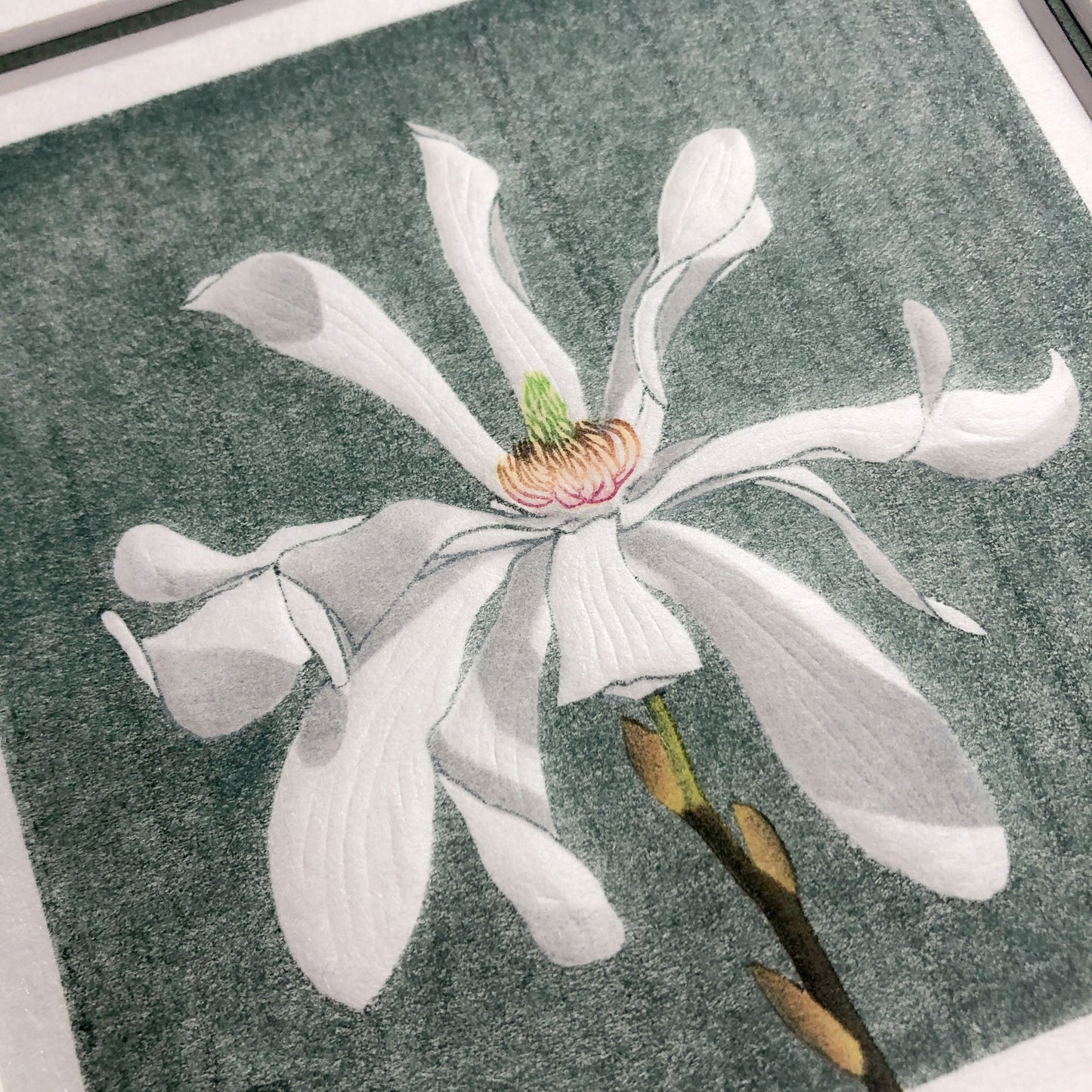 Magnolia Stellata botanical study woodblock print with embossing - detail.