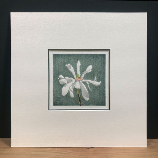 Magnolia Stellata botanical woodblock print in double mount.