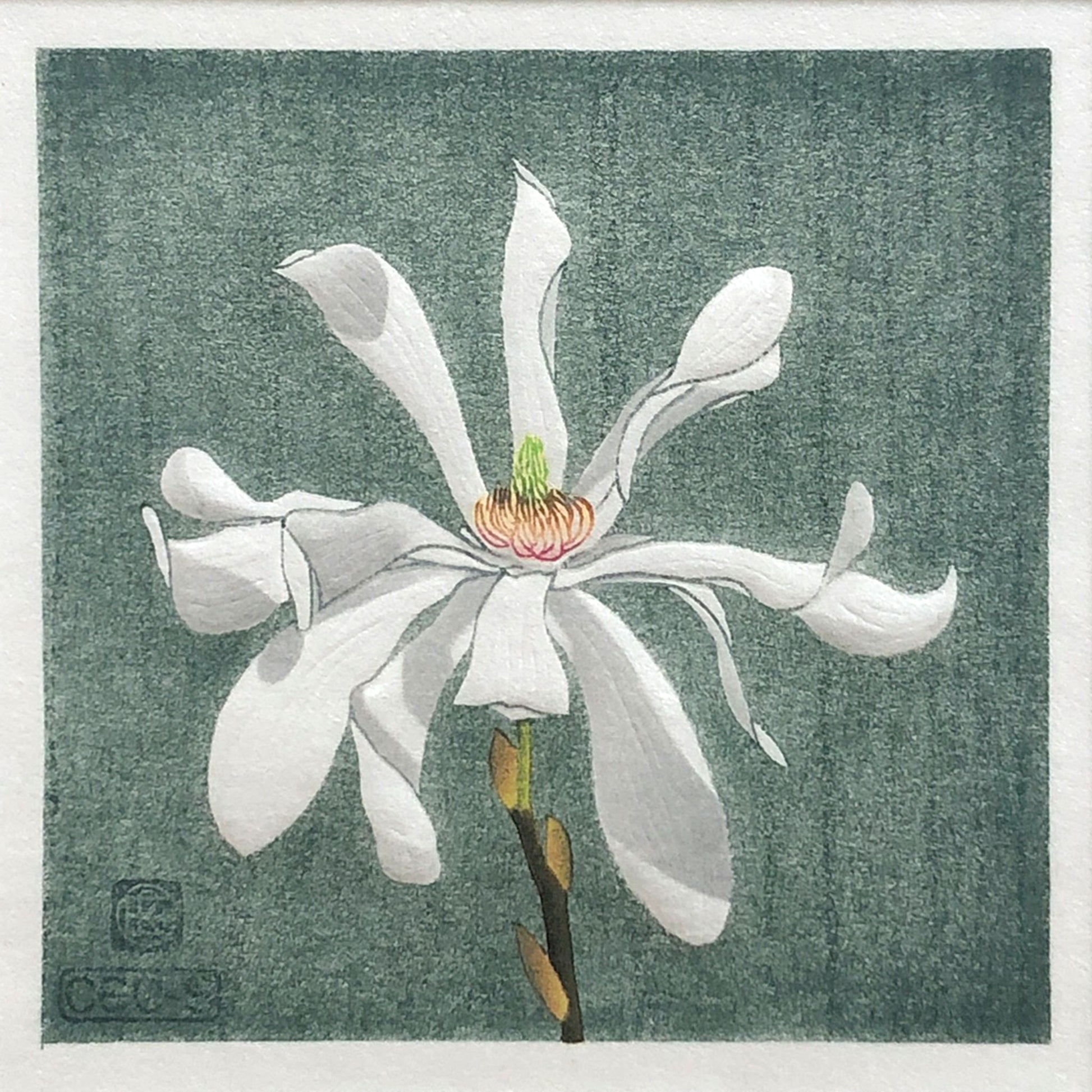 Magnolia Stellata botanical study woodblock print with embossing.