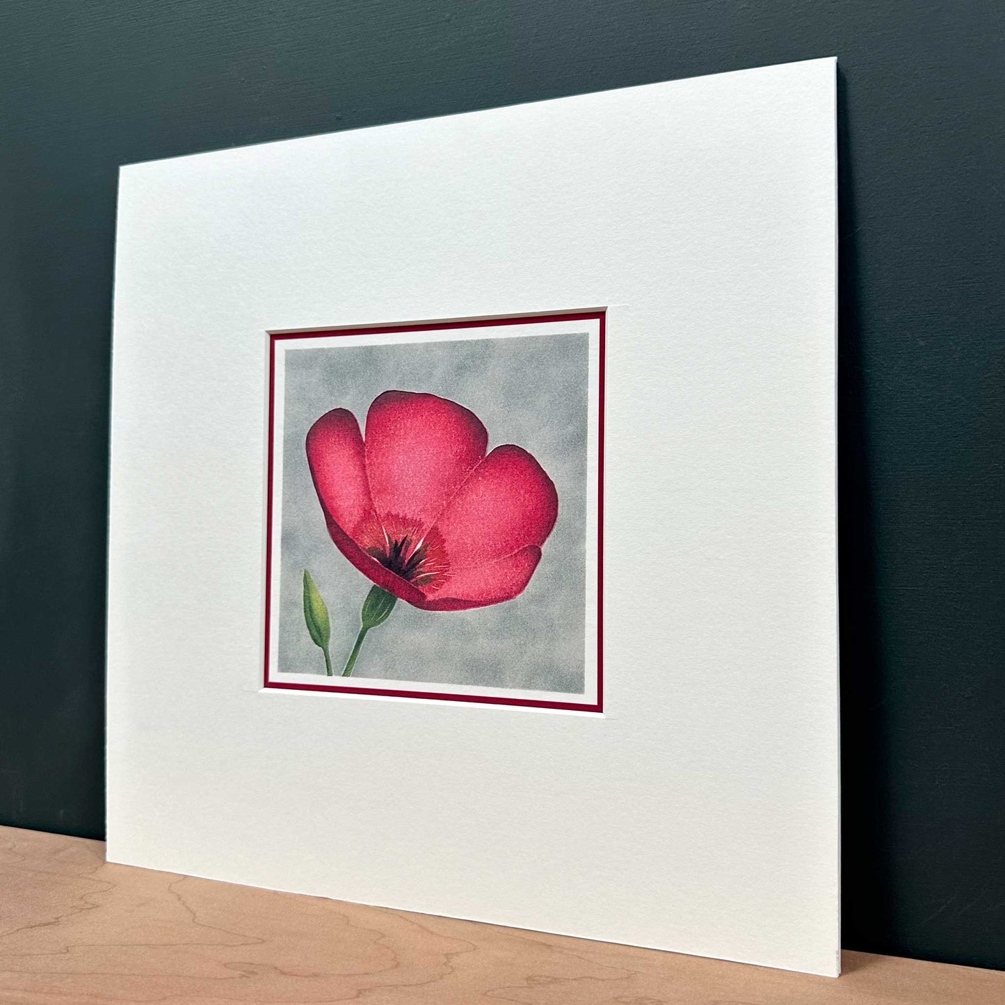 Fine art print of scarlet flax flower against grey background. Mounted in white, 10" x 10". Angled view