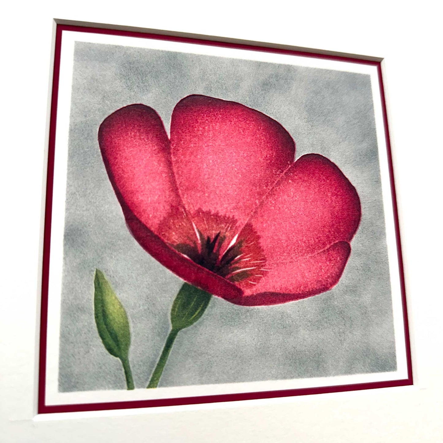 Fine art print of scarlet flax flower against grey background. Mounted in white, 10" x 10". Detail view