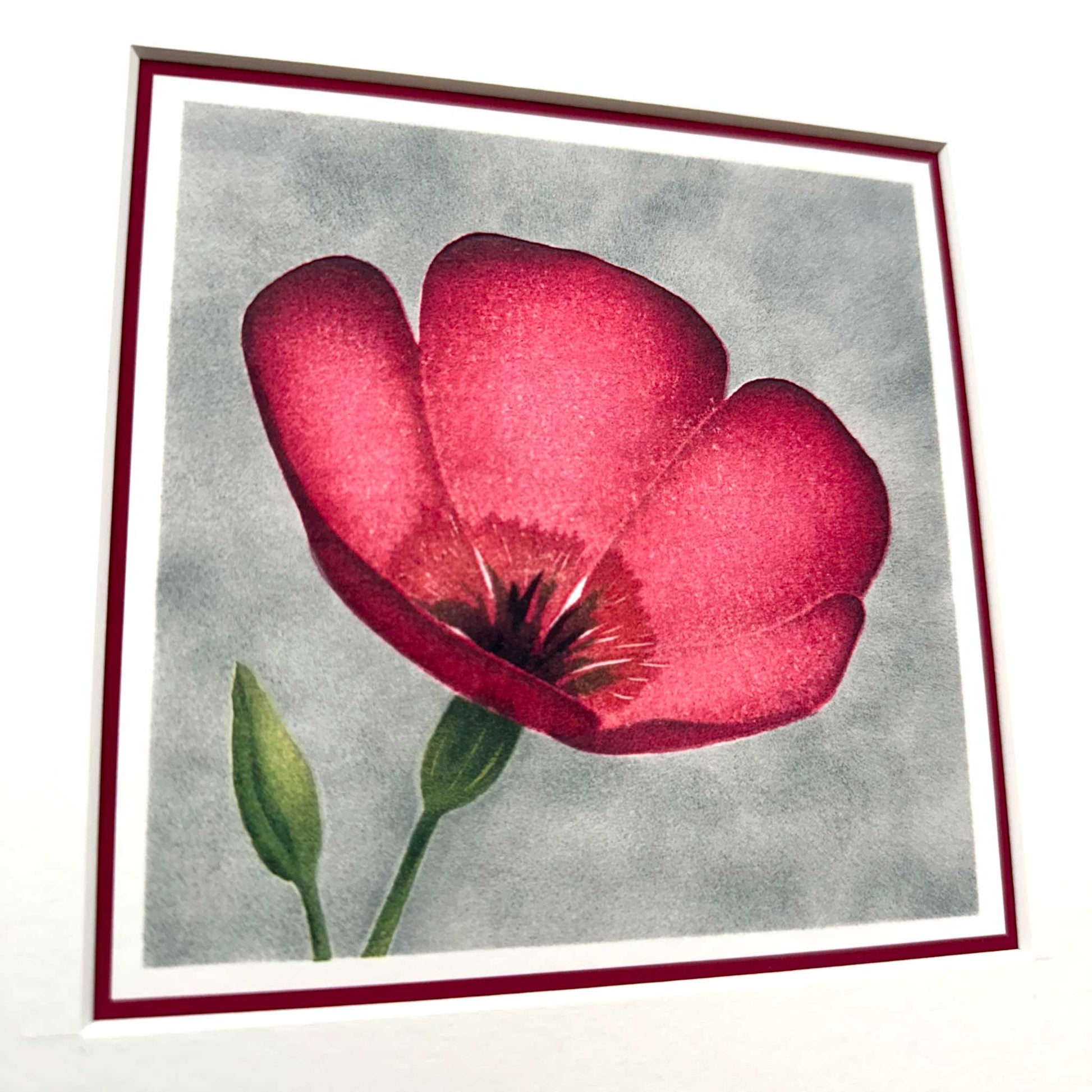 Fine art print of scarlet flax flower against grey background. Mounted in white, 10" x 10". Detail view
