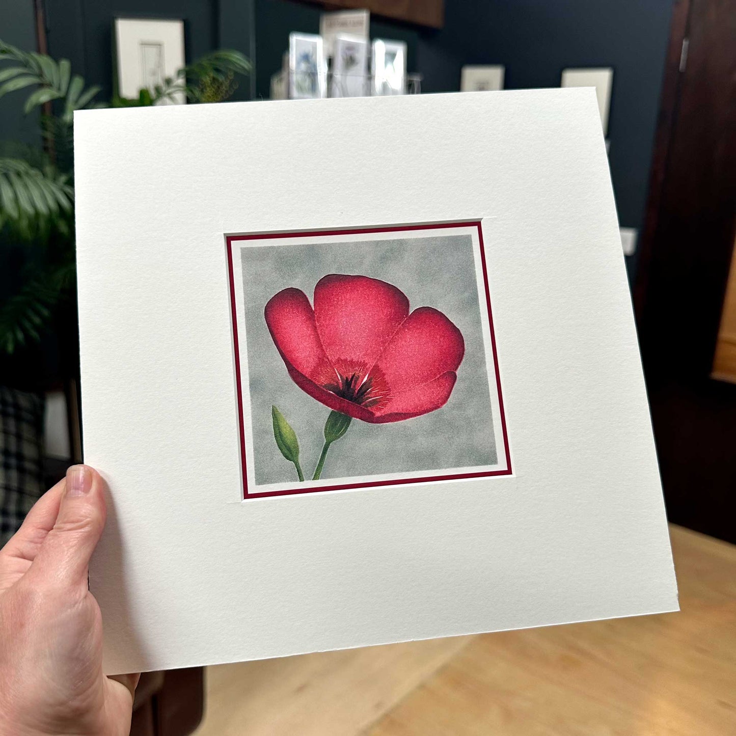  Fine art print of scarlet flax flower against grey background. Mounted in white, 10" x 10". Print in hand.