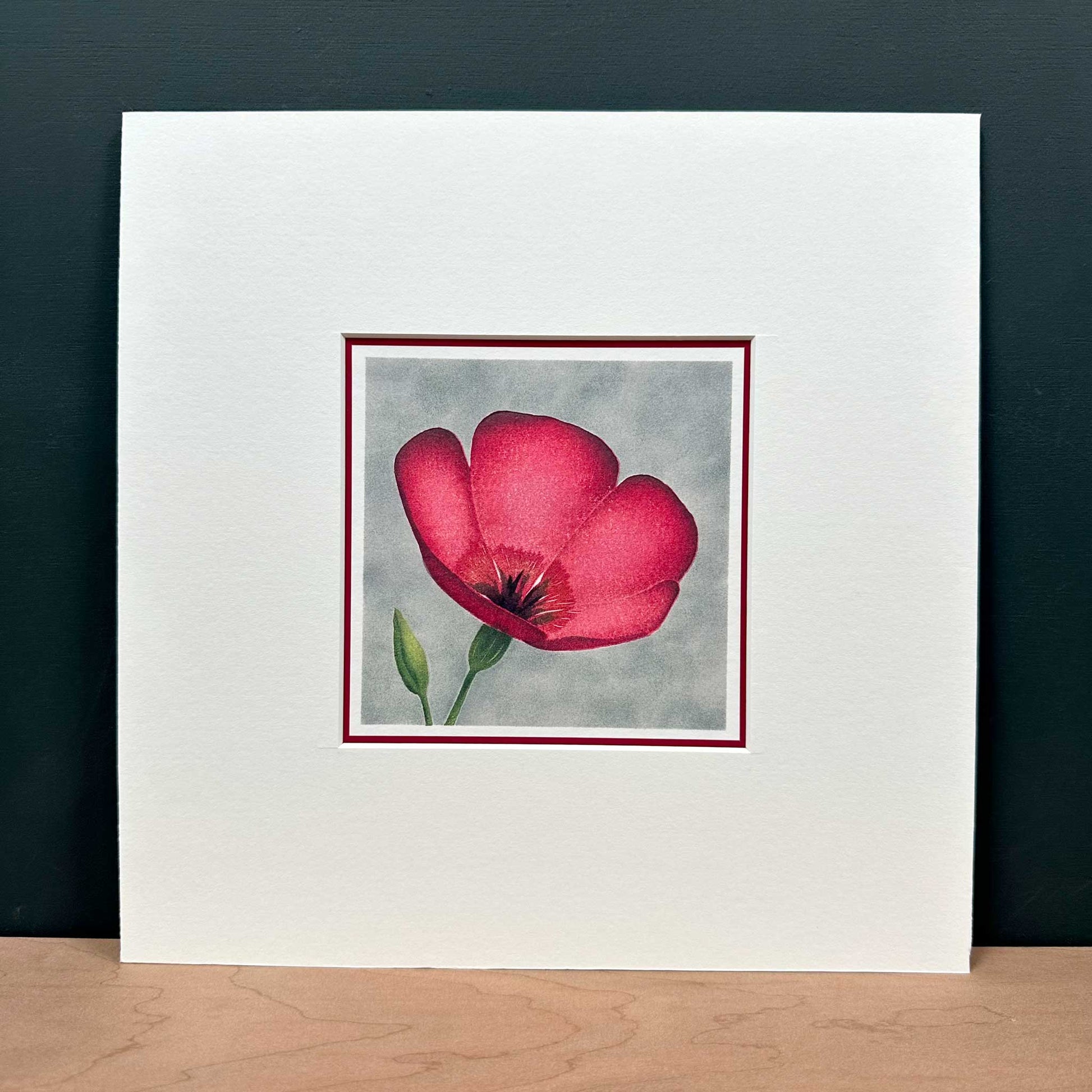 Fine art print of scarlet flax flower against grey background. Mounted in white, 10" x 10".