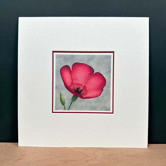 Fine art print of scarlet flax flower against grey background. Mounted in white, 10" x 10".