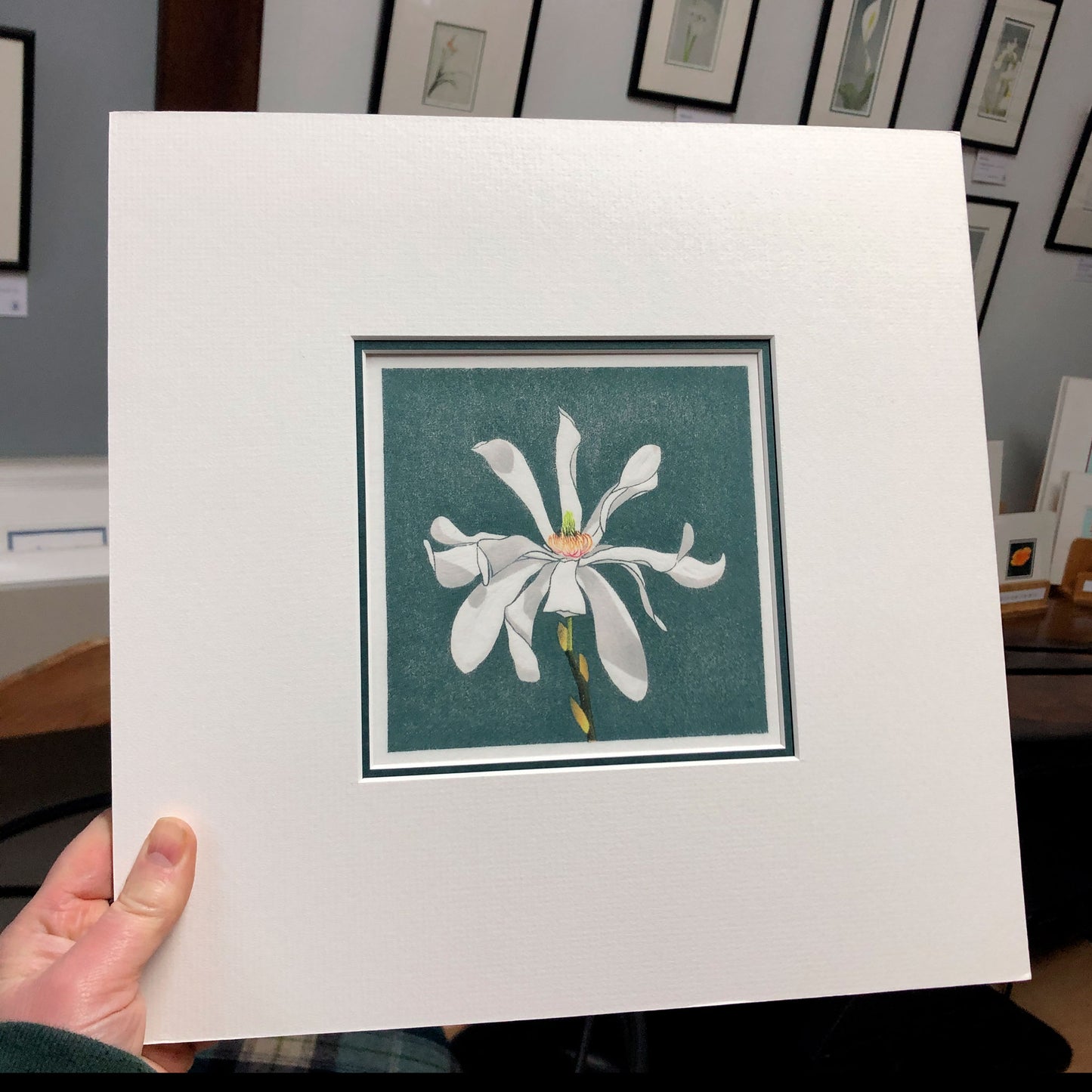 Stellar Bloom – "Magnolia Stellata" Fine Art Mounted Print