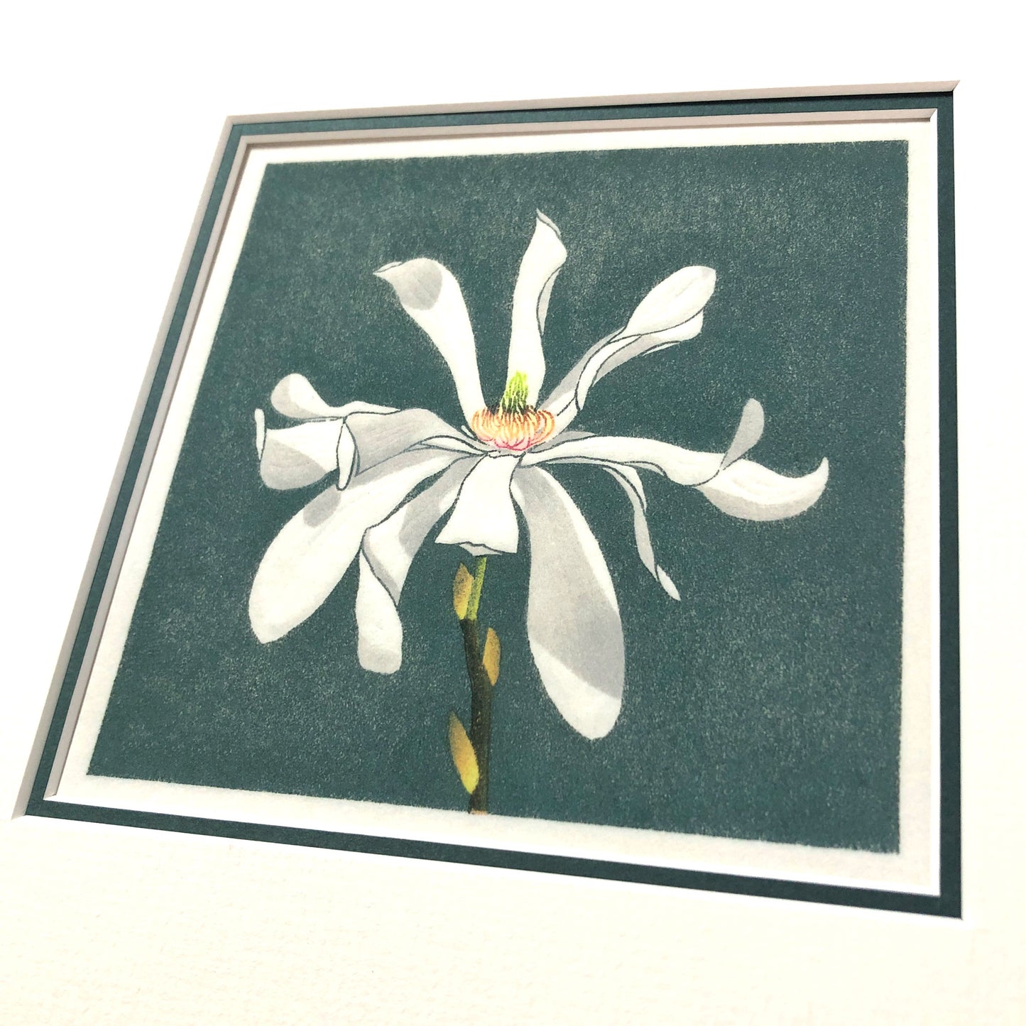 Stellar Bloom – "Magnolia Stellata" Fine Art Mounted Print