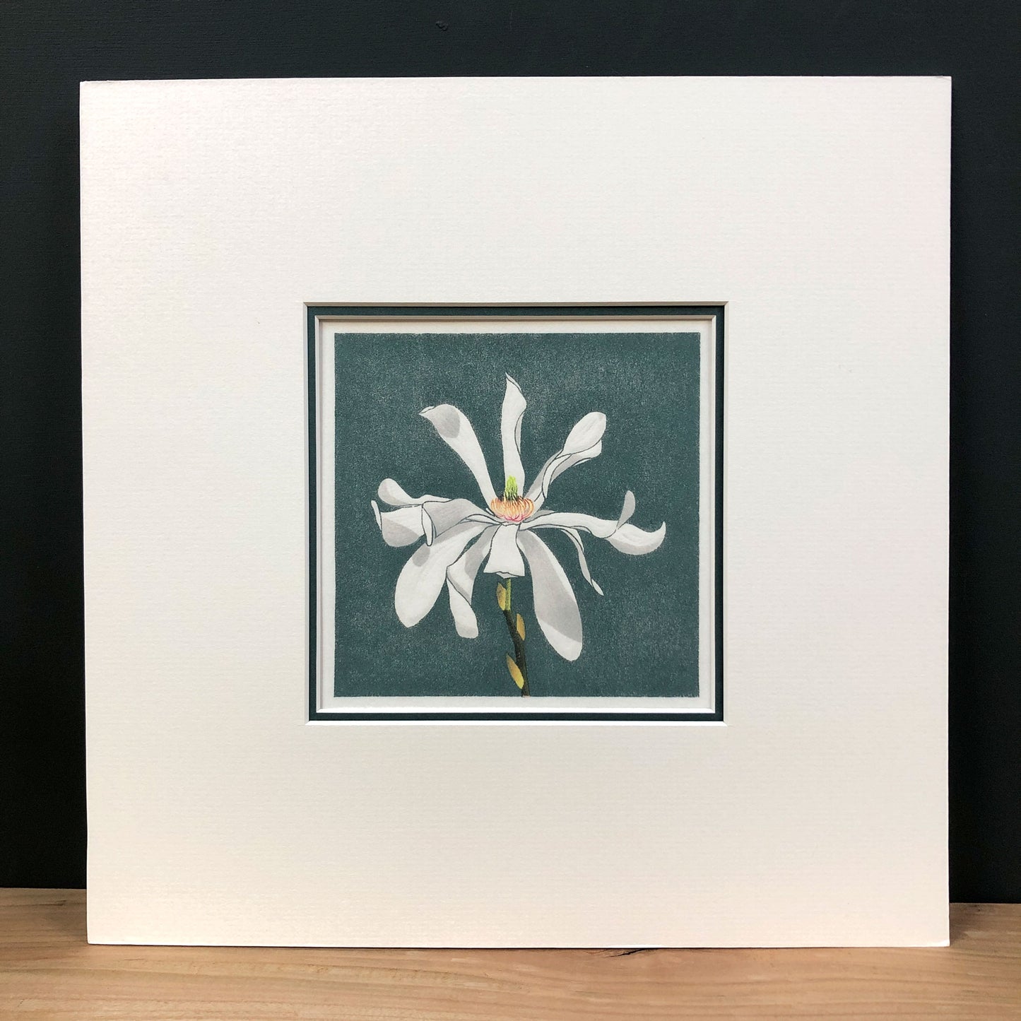 Stellar Bloom – "Magnolia Stellata" Fine Art Mounted Print