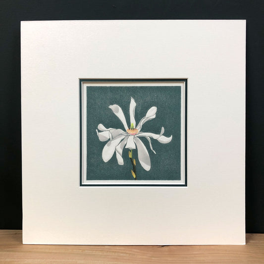 Stellar Bloom – "Magnolia Stellata" Fine Art Mounted Print