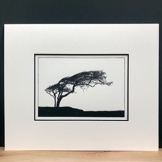 Original handmade woodblock tree print of a windswept hawthorn in black ink on cream paper, second print in a series of four, mounted with wide cream mount and black inner mount.
