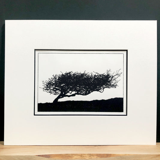 Original handmade woodblock tree print of a windswept hawthorn in black ink on cream paper, third print in a series of four, mounted with wide cream mount and black inner mount.